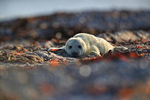 Grijze zeehond (Halichoerus grypus) Pup, in de natuurlijke habitat, Helgoland Duitsland