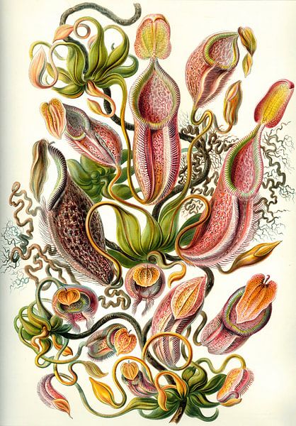 Nepenthes, Ernst Haeckel par Des maîtres magistraux