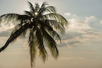 Le palmier et le cœur du soleil sur Walter G. Allgöwer