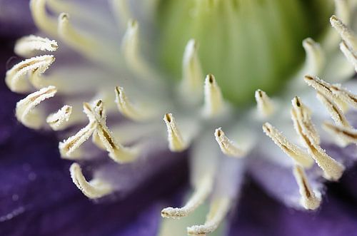 Clematis II, bloem Macrofotografie