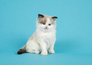 Ragdoll-Kätzchen in Blau