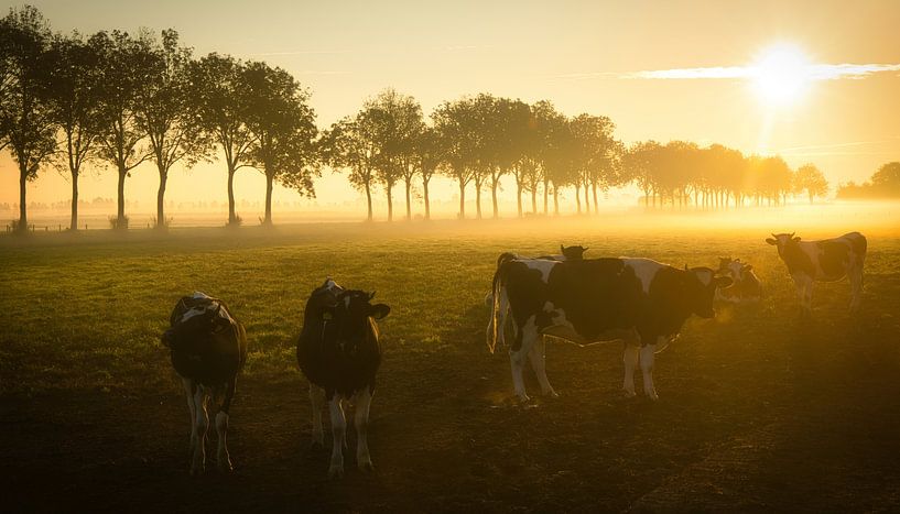 Neugierige Kühe im Nebel von peterheinspictures