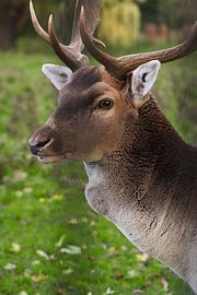 Red deer. by Josmar Colmenares