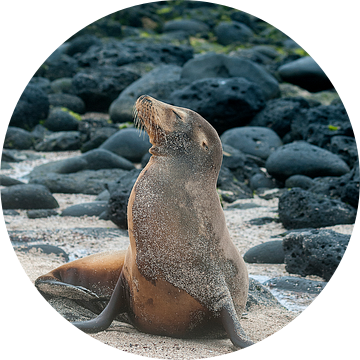 Galápagoszeeleeuw van Maarten Verhees
