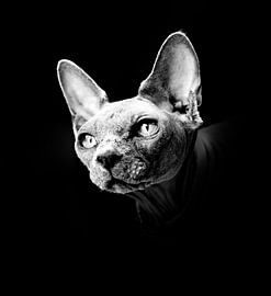 Portrait monotone d'un Sphynx nu sur Ribbi