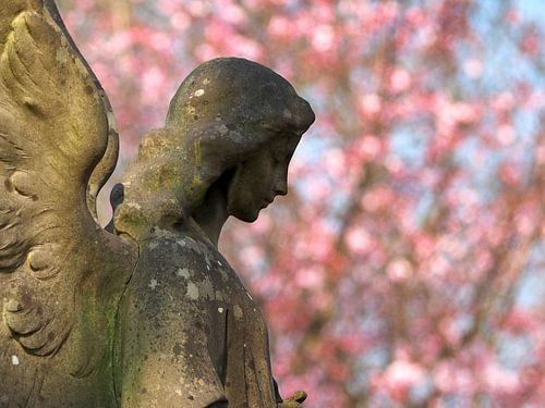 Engel in het voorjaar