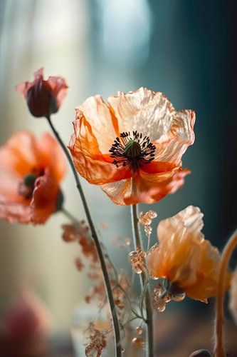 Transparent Poppy