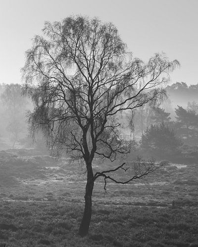 Un bouleau dans le brouillard froid
