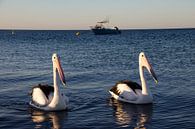 Hungry pelicans come to take a look by Lizette Schuurman thumbnail