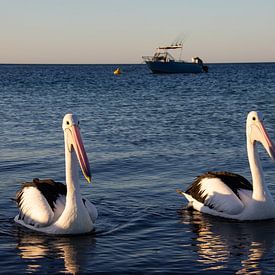 Hungry pelicans come to take a look by Lizette Schuurman