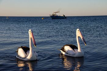 Hungrige Pelikane kommen, um einen Blick zu werfen