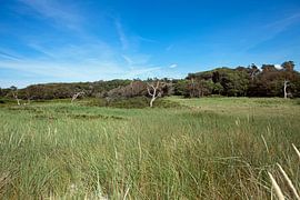 Ostsee: Darß - Weststrand von t.ART