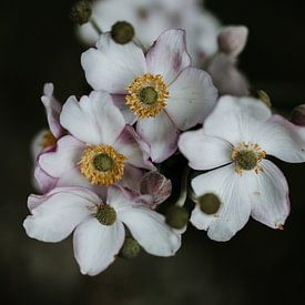 Close up foto van roze bloemen | Amsterdam, Holland van Trix Leeflang