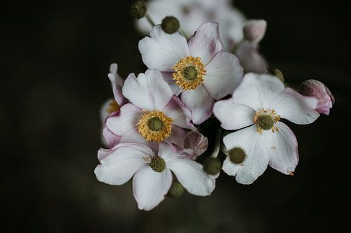 Photo en gros plan de fleurs roses | Amsterdam, Hollande sur Trix Leeflang