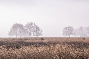 Minimalist landscape in mist