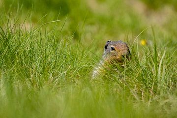 Prairiehond in de Rocky Mountains van Roland Brack