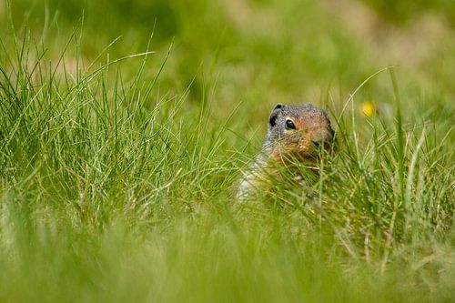 Prairie dog in the Rocky Mountains