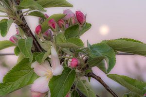 Bloesem kleurt roze