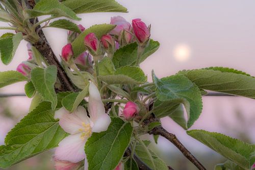 Bloesem kleurt roze