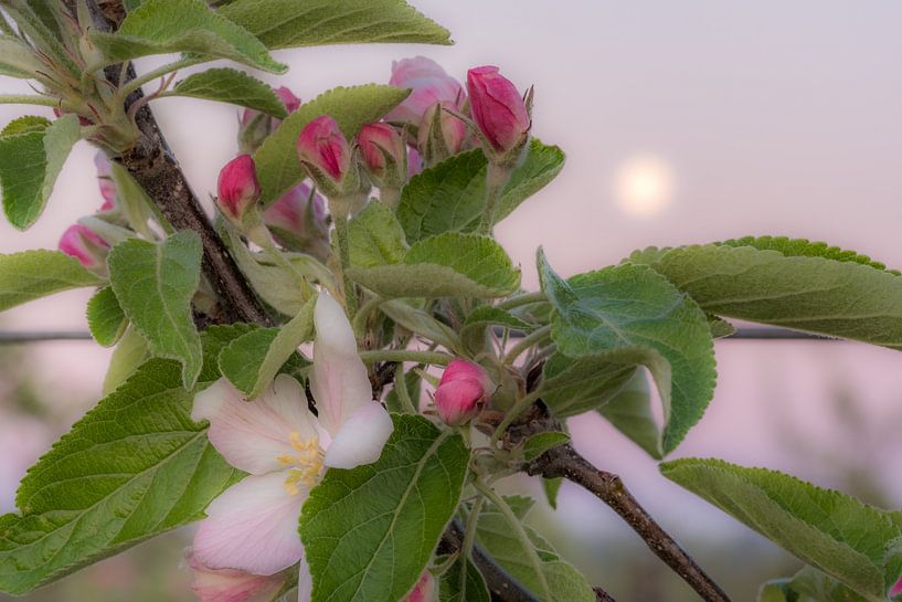 Bloesem kleurt roze by Moetwil en van Dijk - Fotografie