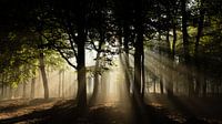 Zonnestralen in het bos van Theo Klos thumbnail