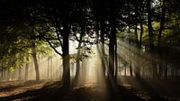 Zonnestralen in het bos