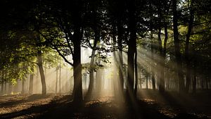 Zonnestralen in het bos van Theo Klos
