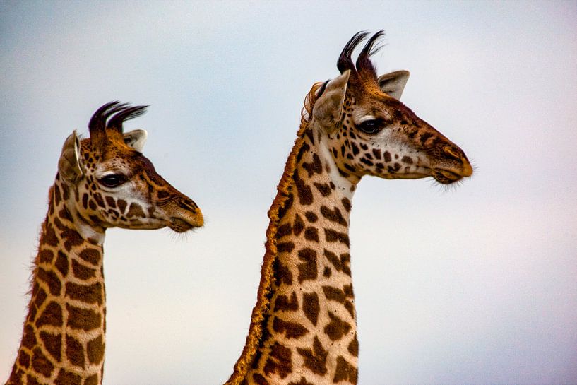 Hoofden van jonge giraffen van Peter Michel