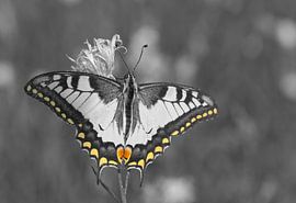 Warm-up by Puravida - Photography and photo art