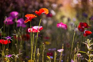 Splendeur florale