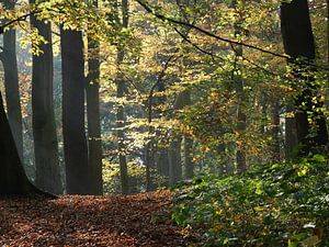 Forêt d'automne avec une belle lumière
