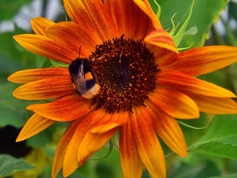 Dard d'abeille par Edgar Schermaul