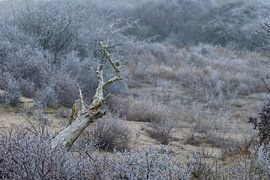 Dood Hout sur Menno Schaefer