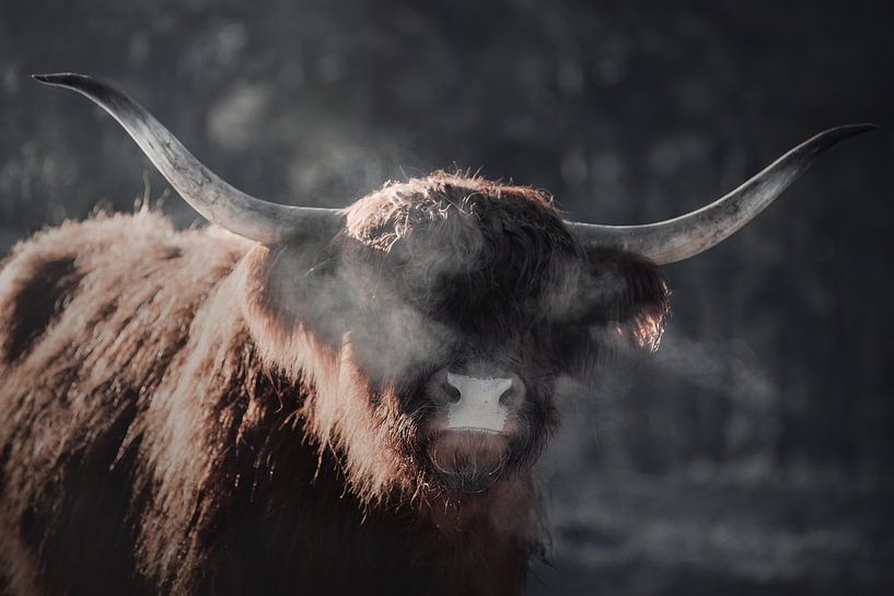 Vom Licht geblendet | Schottisches Highlander-Porträt | wallart von Laura Dijkslag