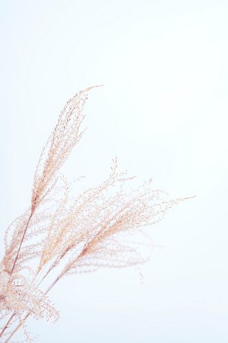 Minimalistic grass in colour