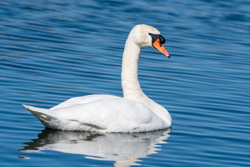 Mute swan by Merijn Loch