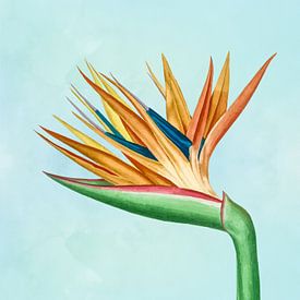 Strelitzia Reginae - Bird of Paradise plant by MDRN HOME