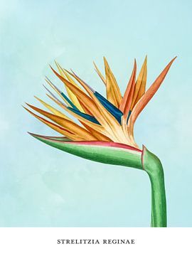 Strelitzia Reginae - Paradiesvogelpflanze