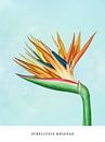 Strelitzia Reginae - Bird of Paradise plant by MDRN HOME thumbnail