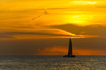 USA, Florida, zwerm vogels vliegt naast enorme catamaran tijdens zonsondergang van adventure-photos