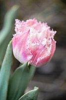 Crispa tulp in roze