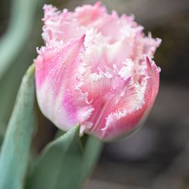 Crispa tulip in pink by Julia Strube - graphics