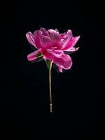 Peony - floating