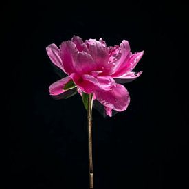 Peony - floating by Mariska Vereijken