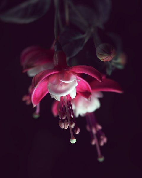 Fuchsie von Johannes Schotanus