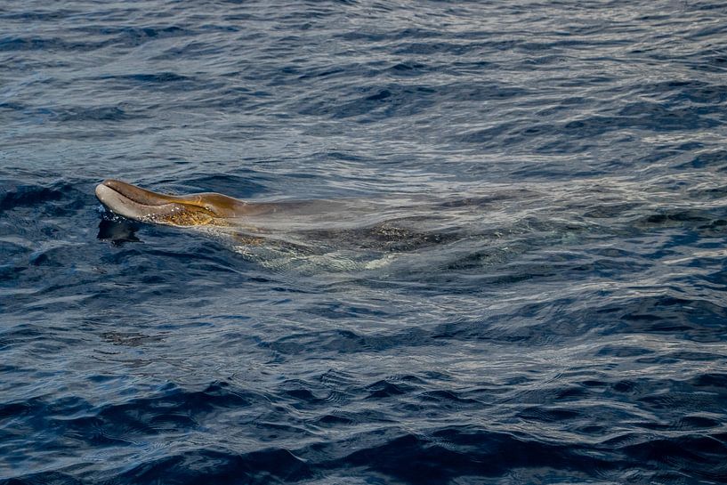 Baleine à bec de Blainville, Madère par Nynke Altenburg