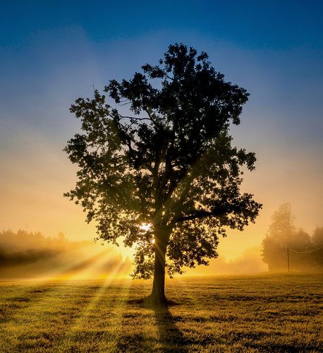 Mystieke van Einhorn Fotografie