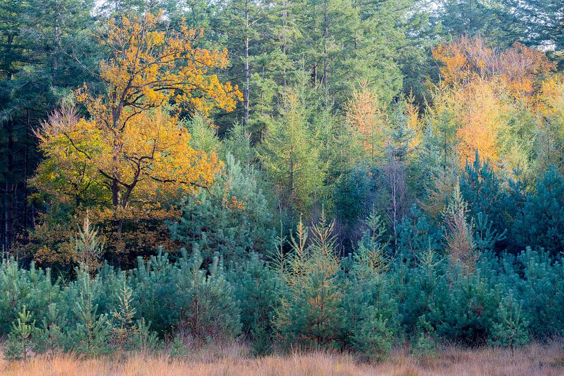 Herbst von Richard Gilissen