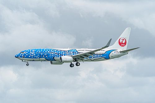 Japan Transocean Air Boeing 737 in walvishaai kleuren.