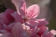 rosa Apfelblüte von Tania Perneel Miniaturansicht